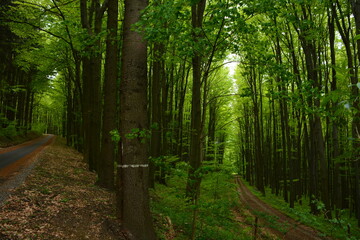 Two forest roads in beautiful green forest