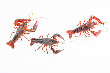 Fresh crayfish on white background