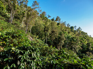 Coffee Plantation, Blue Mountains, Saint Andrew Parish, Jamaica