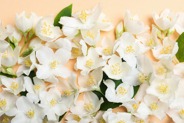 Beautiful jasmine flowers on beige background, top view