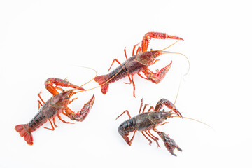 Fresh crayfish on white background