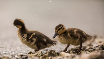 Two siblings of wild duckling mallard (Anas platrhynchos) on the coast on the beginning of short summer rain.