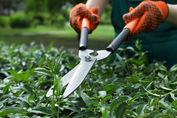 Worker cutting bush with hedge shears outdoors, closeup. Gardening tool