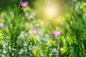 Small purple flowers in sunlight on a green background. Beautiful fairy art nature background....