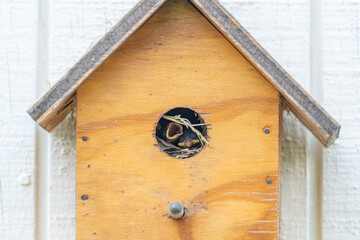 Baby birds with open beaks waiting for food in birdhouse