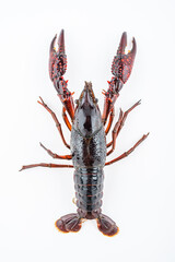 A crayfish with plucked shrimps on a white background