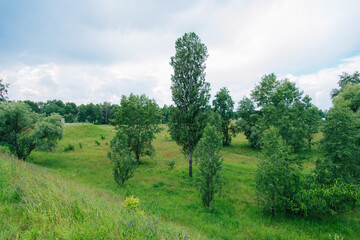 Spring meadow with large trees with fresh green leaves.