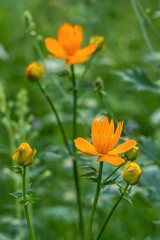 Orange flowers swimsuit close-up on a blurred background.