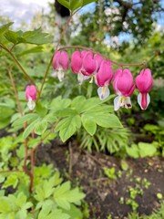 Obraz premium Beautiful flower