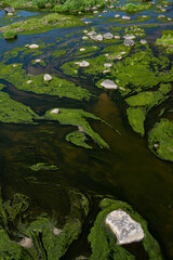 Scenic view of a river with algae and large rocks