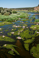 Scenic view of a river with algae and large rocks