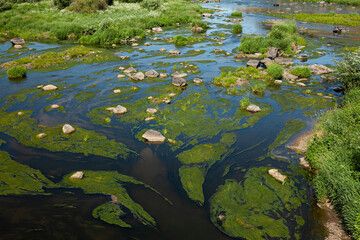 Scenic view of a river with algae and large rocks