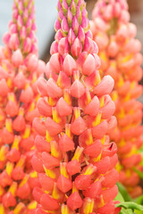  lupine terracotta (LUPINUS WESTCOUNTRY™ 'TERRACOTTA')
