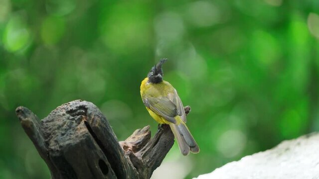 Black-capped bulbul (Rubigula melanicterus), or black-headed yellow bulbul 