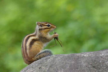 식사 중인 다람쥐