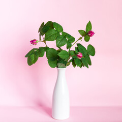 Bouquet of  wild roses in a vase on a pink background.	