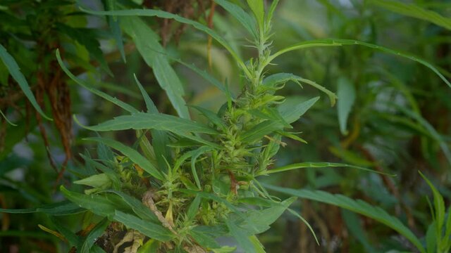 Villagers harvest cannabis flowers for medicinal purposes..Cannabis flowers and seeds contain CBD when fully grown..stock footage in herb medical concept..