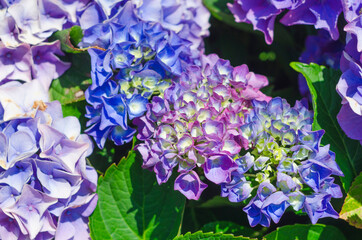 Colorful Hydrangea Flower in Bloom viewed from Above