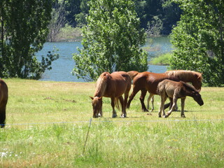 beautiful horses mares foals eating green grass
