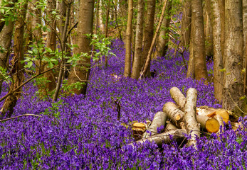 Fabulous Bluebells in the woods near Sevenoaks, Kent, UK
