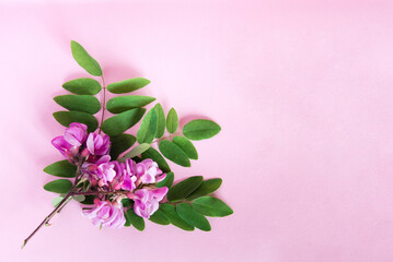 Beautiful flowers. Branch with flowers and leaves of acacia on a pink background.
