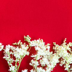 Meadowsweet, or meadowsweet (Latin Filipndula) is a genus of perennial grasses of the Rosaceae...