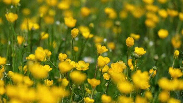 Beautiful, dreamy, idyllic and calm spring meadow. Dark green grass with many little yellow flowers, common or tall buttercup (Ranunculus acris). German park scene from Bavaria. Daylight, 4k.