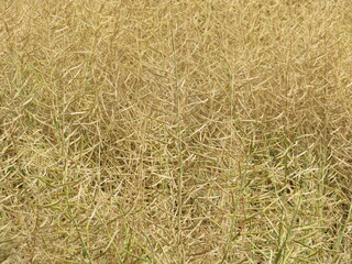 beautiful field of ripe golden cereal ready to harvest natural food