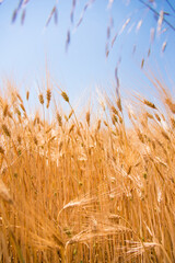 Wheat fields. Ears of golden wheat close up. Beautiful Nature Landscape. Rural landscapes in shining sunlight. Background of the ripening of the ears of a wheat field. Rich harvest concept.