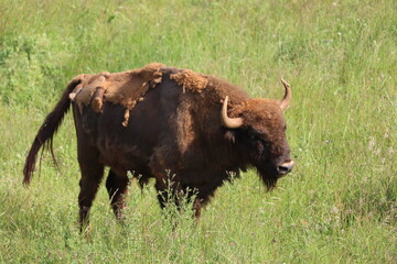 beautiful animals of different type variety nature example of life