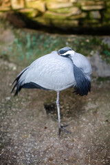 Grey Heron sleeps standing up
