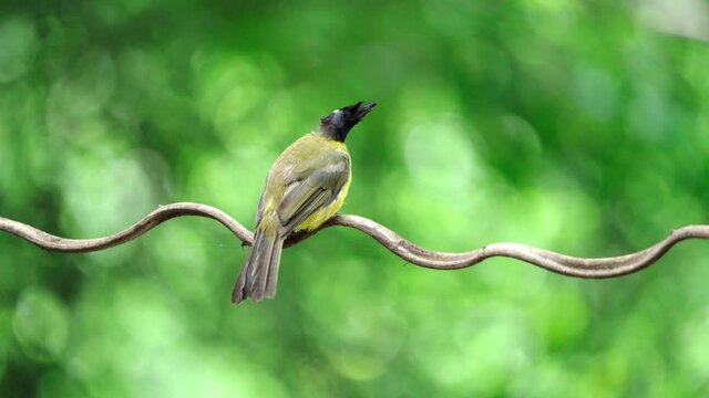 Black-capped bulbul (Rubigula melanicterus), or black-headed yellow bulbul