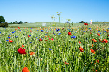blooming fields of poppy flowers and cornflowers in the landscape of Mecklenburg Western Pomerania on a bright summer day
