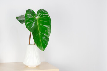 Philodendron erubescens on wood table