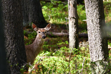 alert white-tailed deer in a forest 