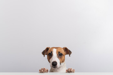Gorgeous purebred Jack Russell Terrier dog peeking out from behind a banner on a white background....