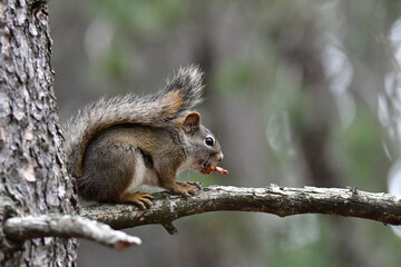 red squirrel perched on a blanch eating pine cone