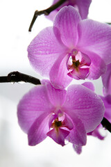 Fototapeta na wymiar Purple orchid flowers close up