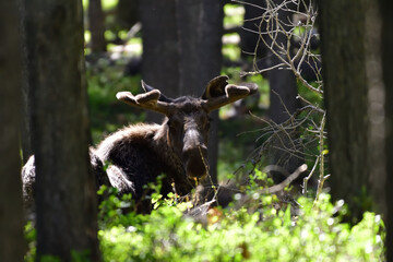bull moose in lodgepole forest