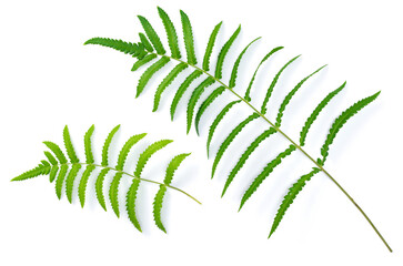 fresh fern leaves isolated on white background, top view