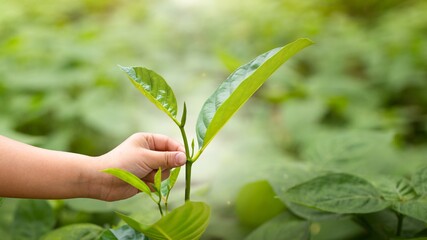 The little boy's little hand was holding on to the top of the young leaf in a friendly manner. environmental conservation concept