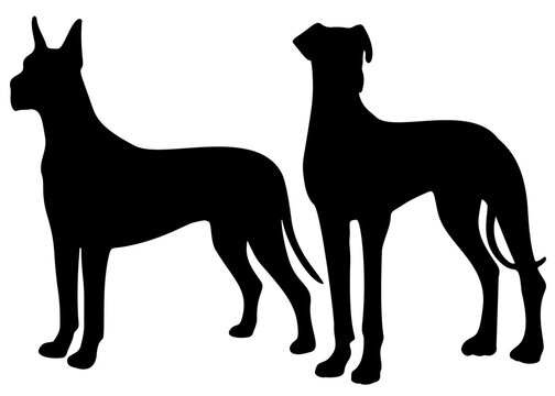 Great Dane dogs. Vector image.