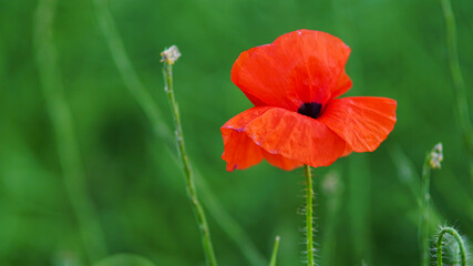 Naklejka premium Red poppy