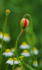 Obraz premium Red poppy