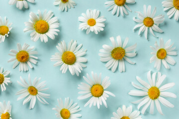 Obraz premium Summer pattern with chamomile flowers. White daisy flowers on light blue background. Top view, flat lay, close-up.