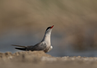 White-cheeked Tern at Asker marsh looking up, Bahrain