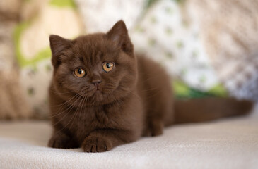 Britisch Kurzhaar Katze Kitten hübsch und verschmust