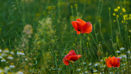 Red poppy