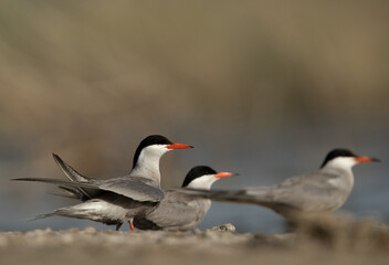 White-cheeked Terns at Asker marsh, Bahrain