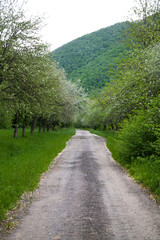 Fototapeta na wymiar A country road leading into the distance, between the trees of a blossoming apple tree. Travel concept, freedom of movement. 